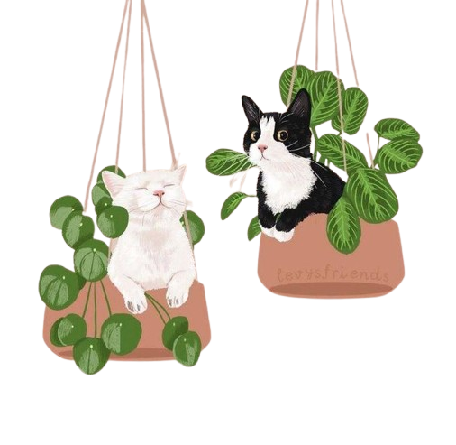 chat