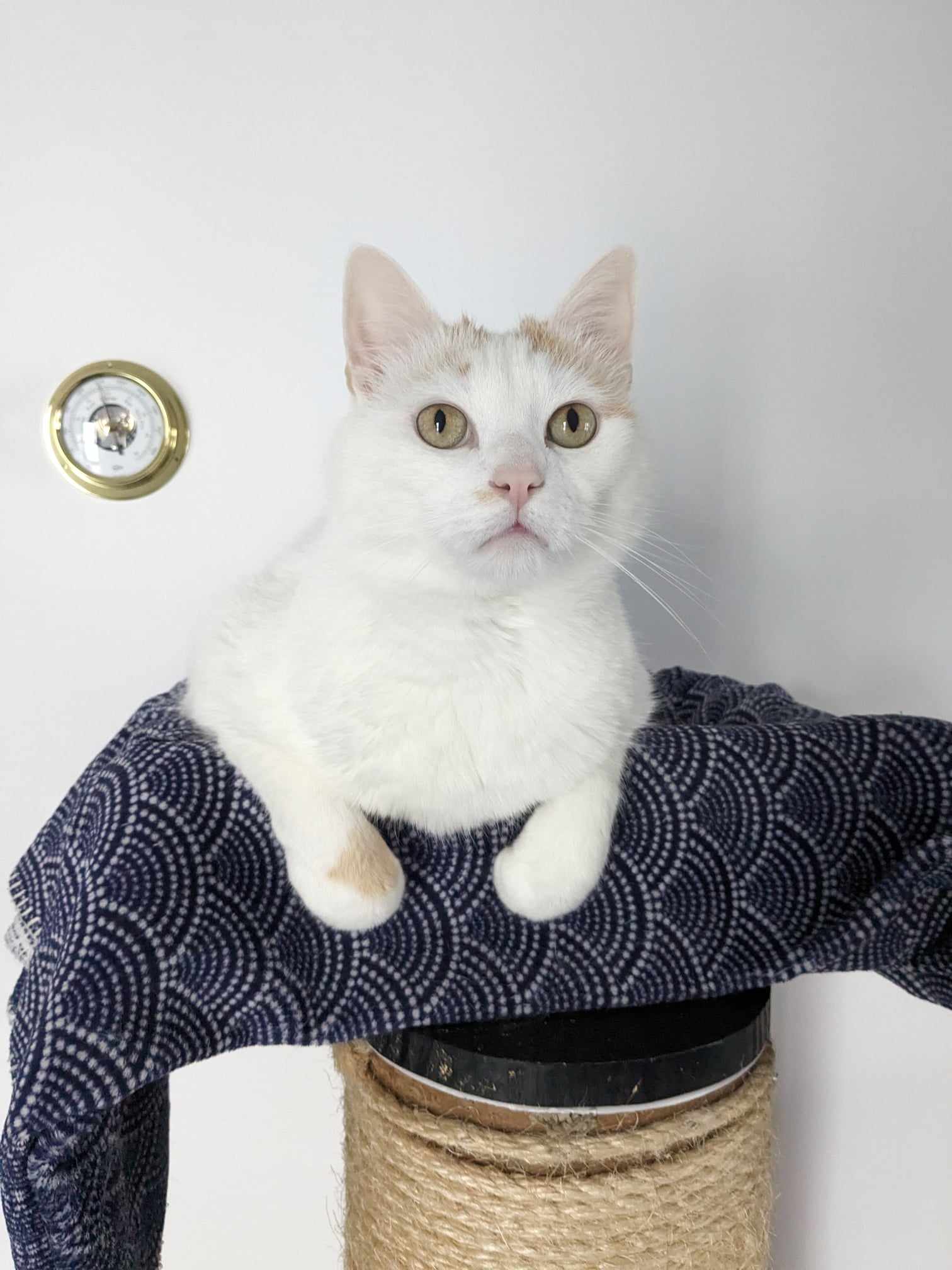 Chat mignon 1