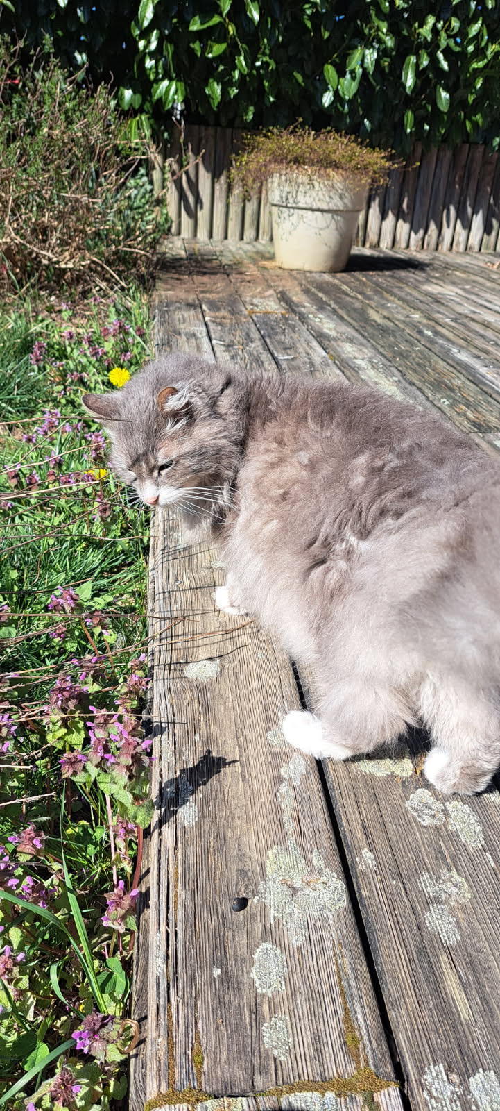 Chat mignon 5