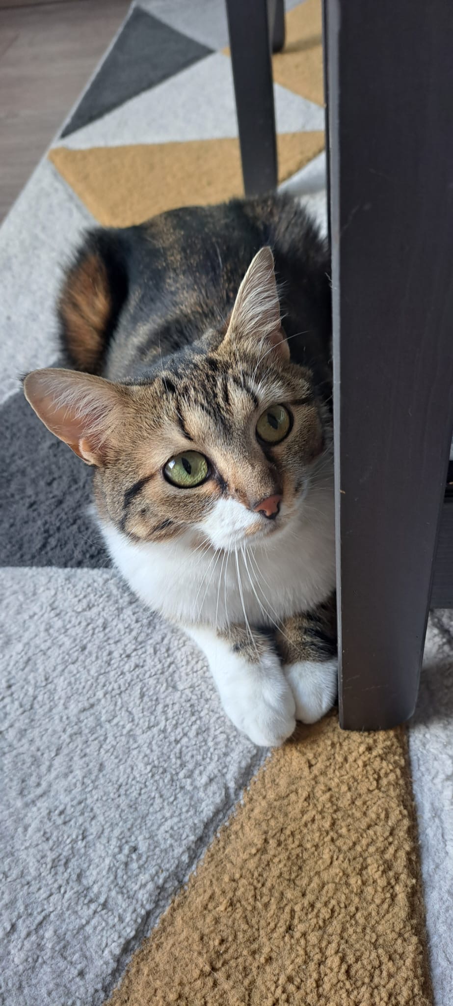 Chat mignon 2