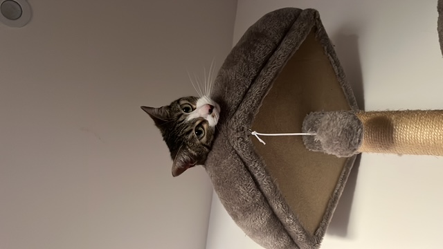 Chat mignon 3
