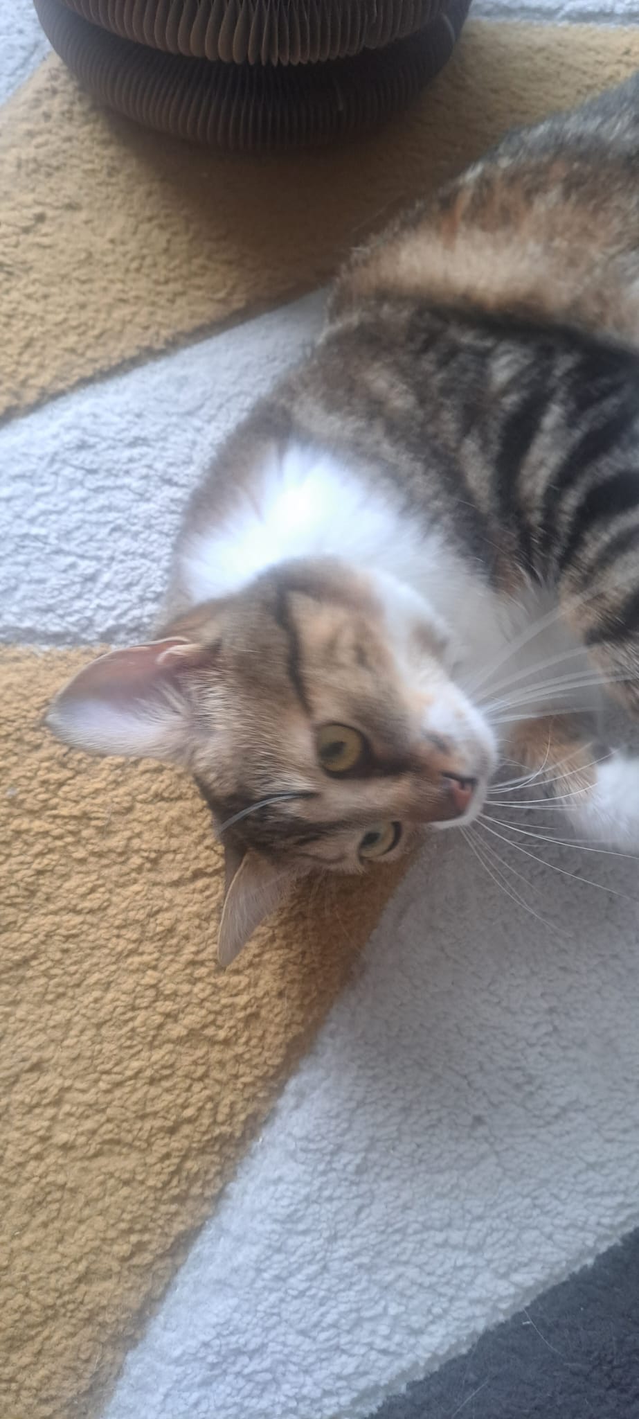 Chat mignon 4