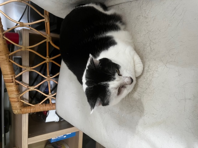 Chat mignon 1