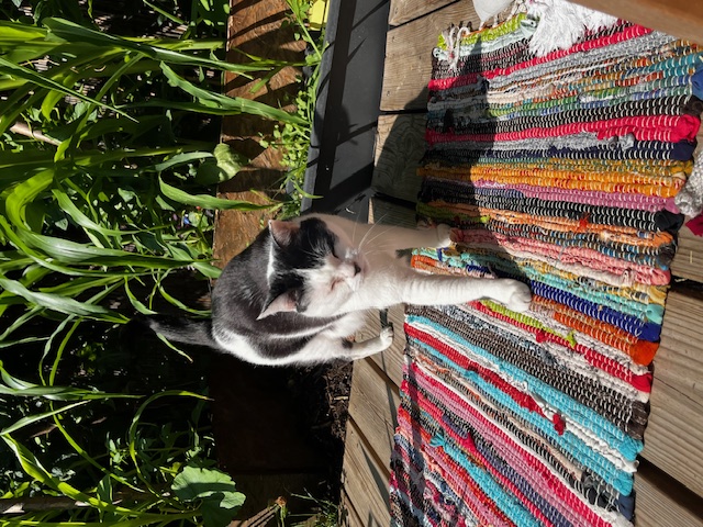 Chat mignon 3