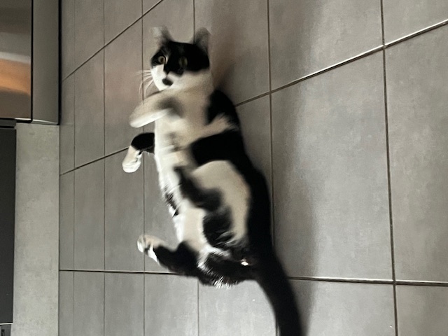 Chat mignon 4