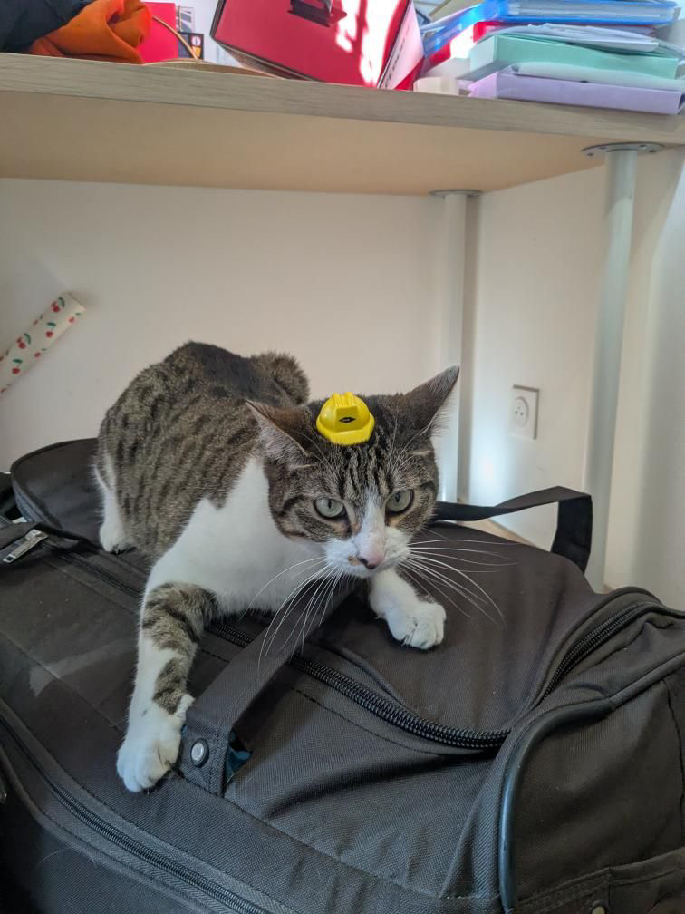 Chat mignon 2