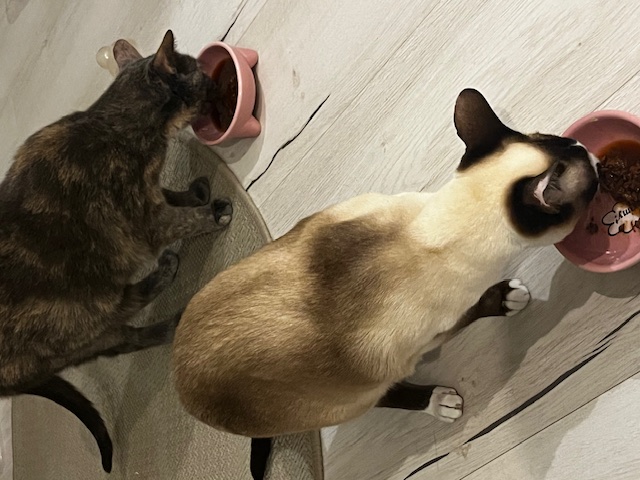 Chat mignon 3