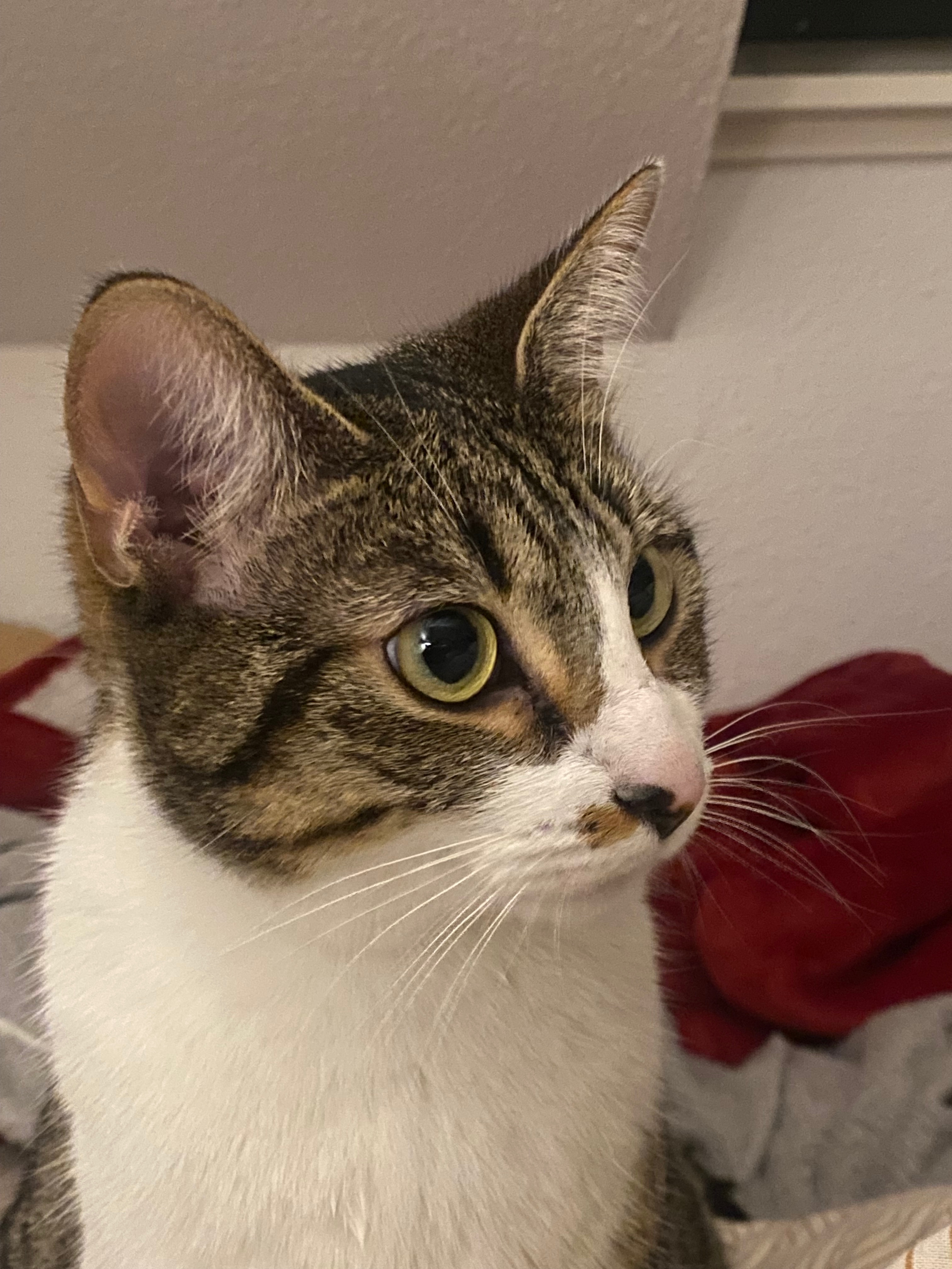 Chat mignon 3