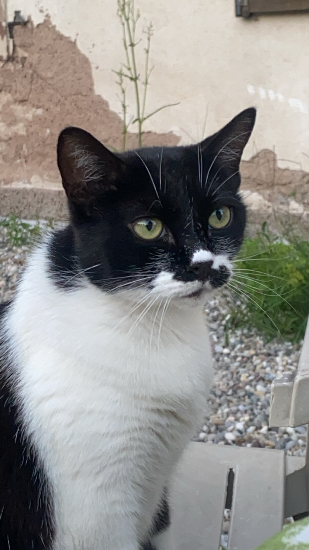 Chat mignon 4