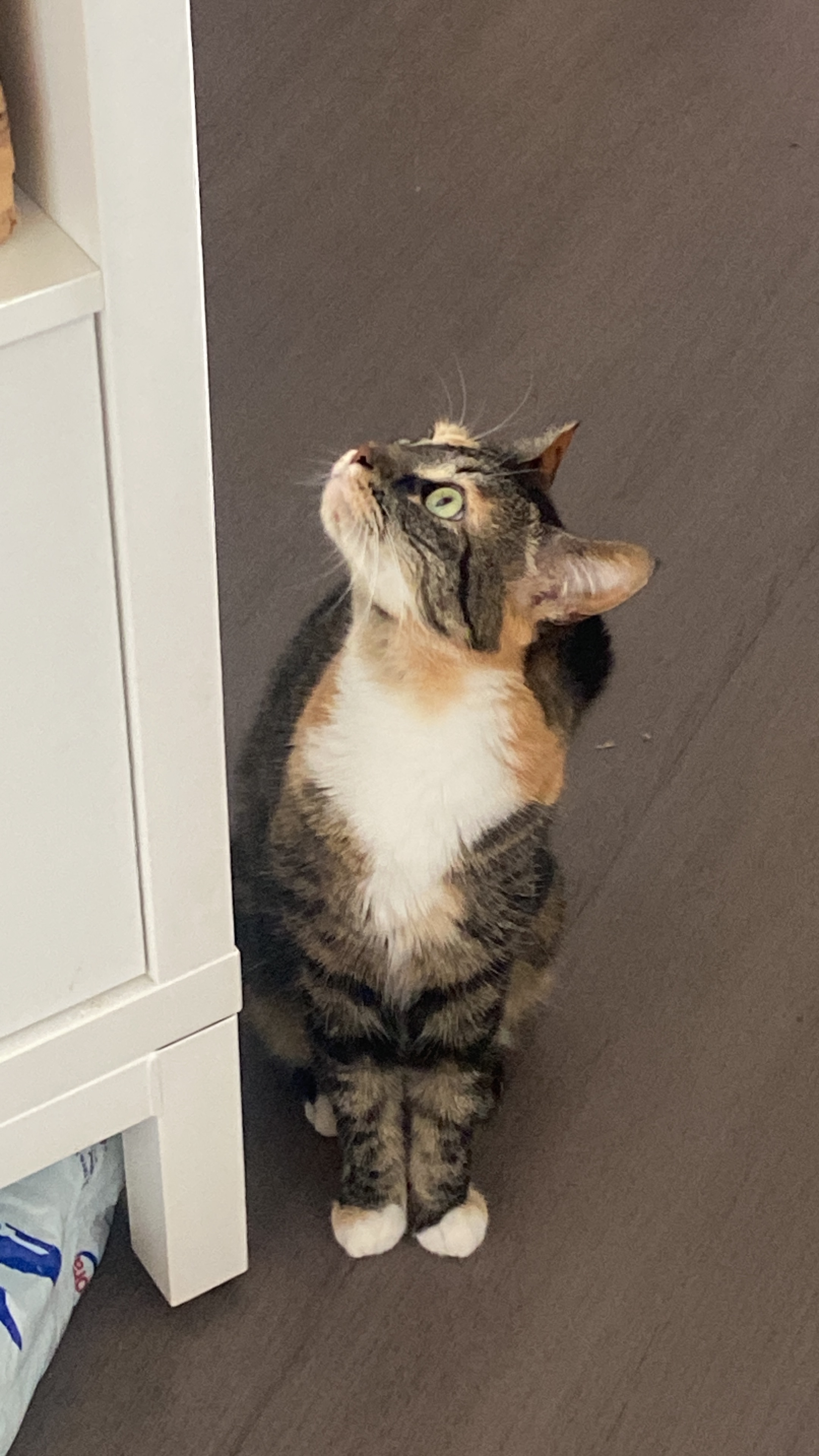 Chat mignon 5