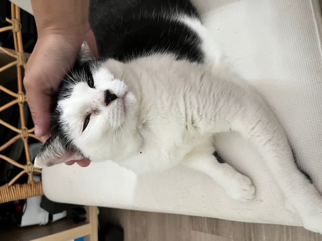 Chat mignon 3